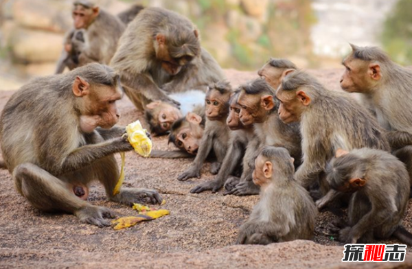 猴子智力相当于人几岁?揭秘猴子的十大聪明之处