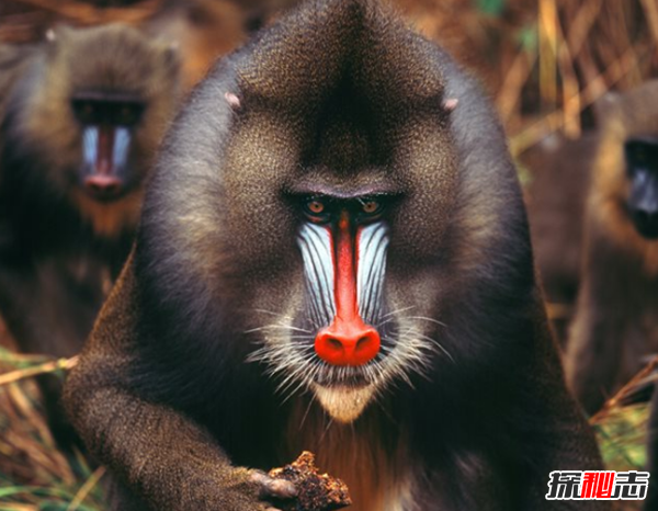猴子智力相当于人几岁?揭秘猴子的十大聪明之处