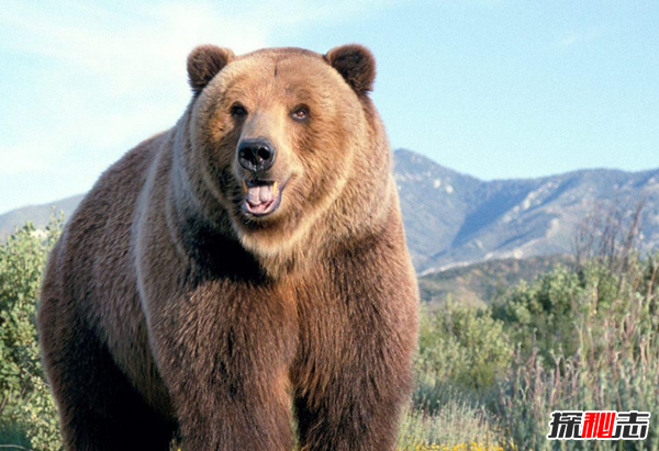 北极熊灭绝真的假的?盘点熊的十大特征和本领