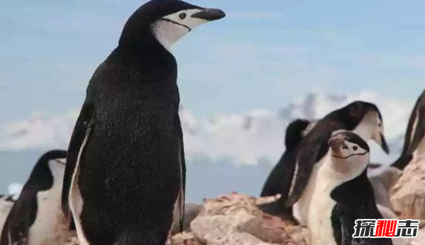 十大最独特的南极动物 第五无食物可存活两月,第二超神秘