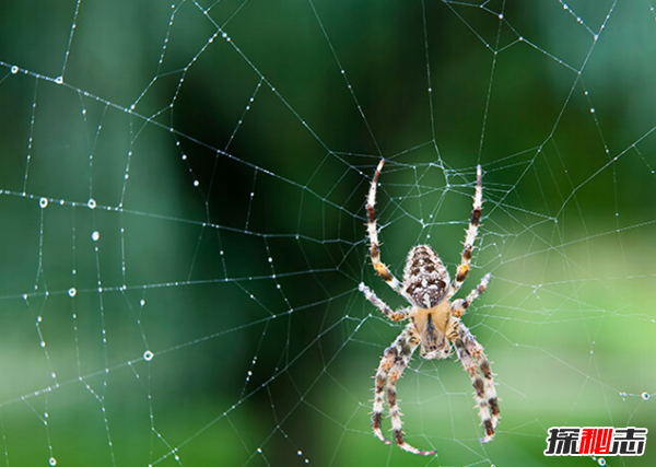 家里有蜘蛛是吉是凶?蜘蛛的十大特点和生活特征