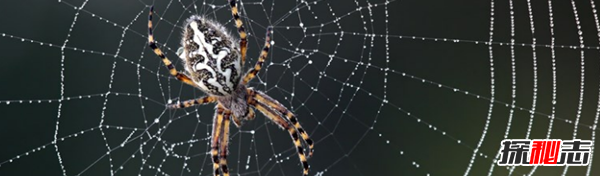 家里有蜘蛛是吉是凶?蜘蛛的十大特点和生活特征