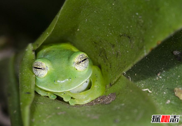青蛙是怎么睡觉的?青蛙的十大特点和生活特征