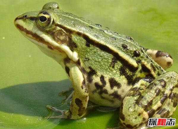 青蛙是怎么睡觉的?青蛙的十大特点和生活特征