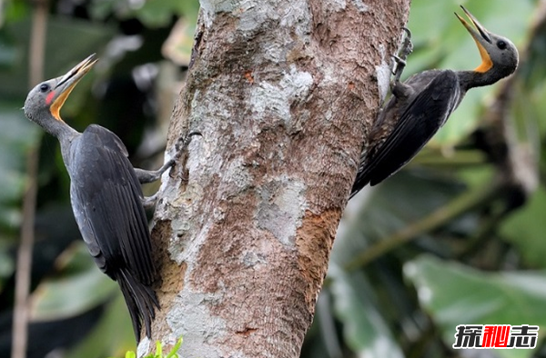 啄木鸟一秒啄多少次?啄木鸟的十大特点和本领