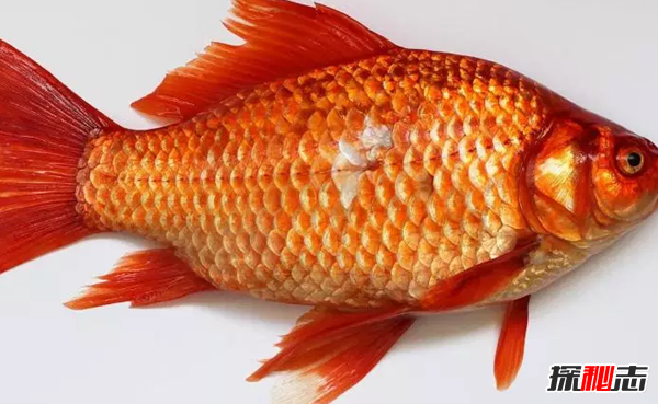 金鱼的记忆只有七秒吗?关于动物的十大科学常识