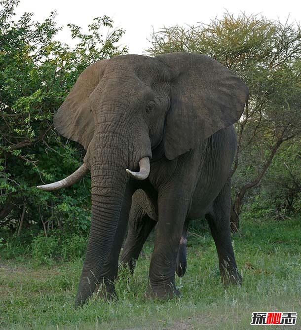 大象能听到地震?关于大象的12大有趣之处