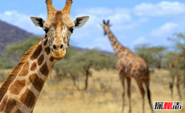 长颈鹿濒临灭绝了吗?长颈鹿生活在什么地方