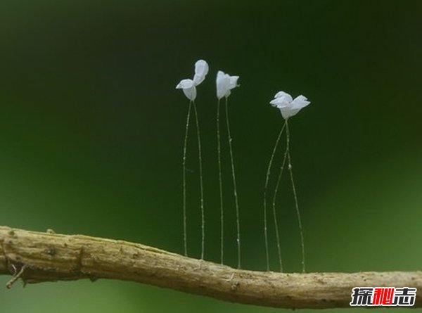 世界十种不同寻常的植物 第九能美容,第四能溶解任何生物