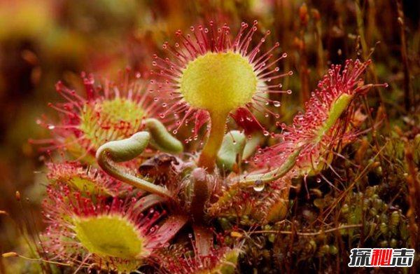 世界十种不同寻常的植物 第九能美容,第四能溶解任何生物