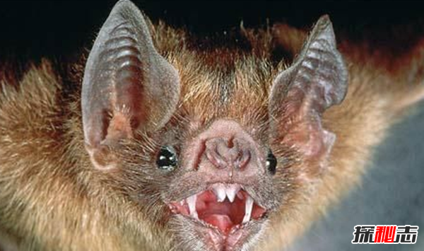 吸血蝙蝠真的存在吗?吸血蝙蝠会吸人血吗