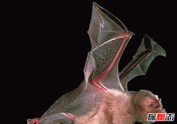 吸血蝙蝠真的存在吗?吸血蝙蝠会吸人血吗