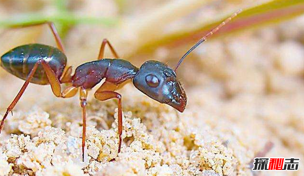 蚂蚁为什么不会迷路?关于蚂蚁的12大惊奇秘密