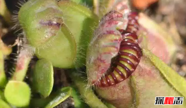 食肉植物有哪些?十大美丽又致命的食肉植物