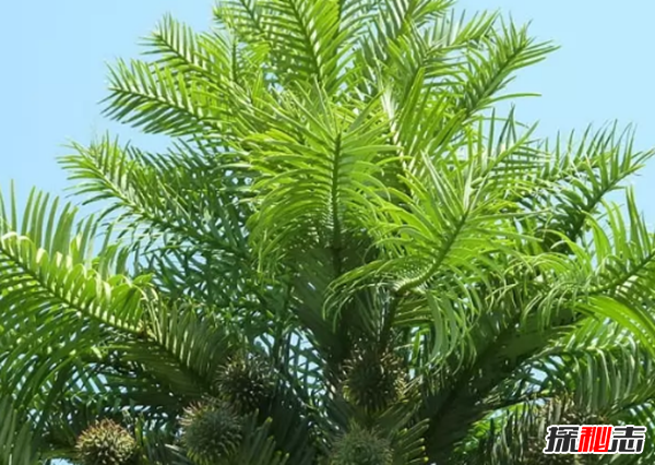 沙漠植物有哪些?盘点沙漠十大最耐旱的植物