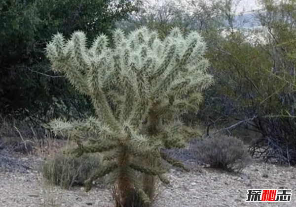 沙漠植物有哪些?盘点沙漠十大最耐旱的植物