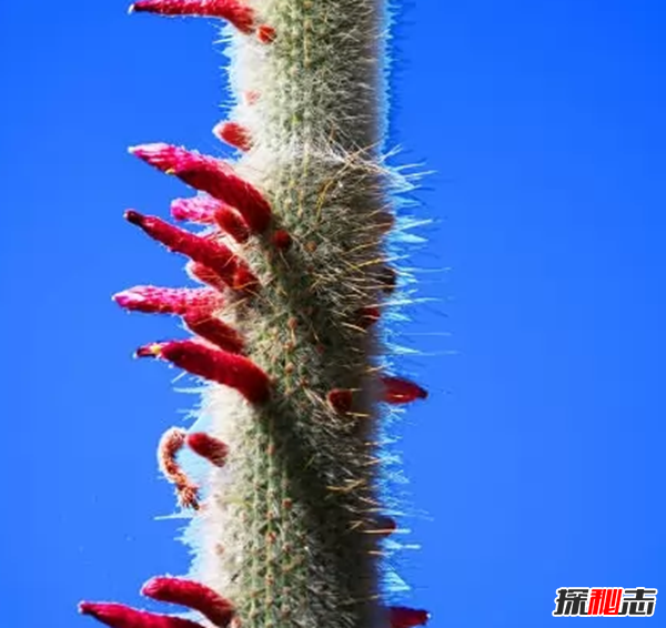 沙漠植物有哪些?盘点沙漠十大最耐旱的植物