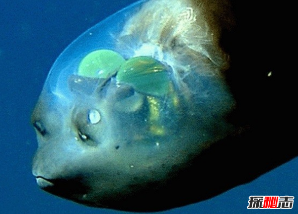 海洋里的秘密?深海中十大最恐怖的生物