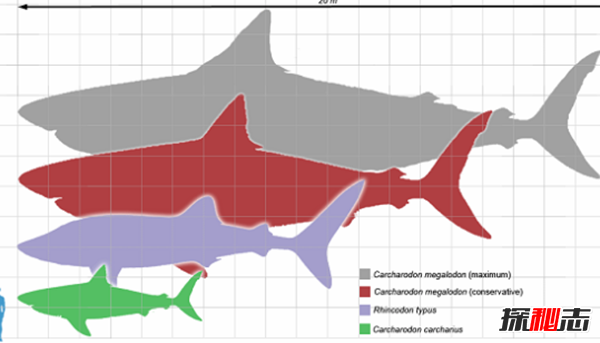 海洋里的秘密你了解?深海中十大最恐怖的生物