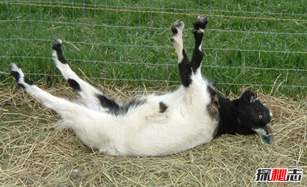 十大有趣的动物行为,瑞士数十头奶牛悬崖自杀