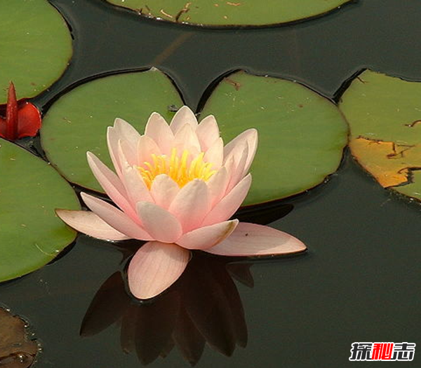 辽宁大连千年古莲发芽之谜,古莲子的发芽率较高(自身结构特殊)