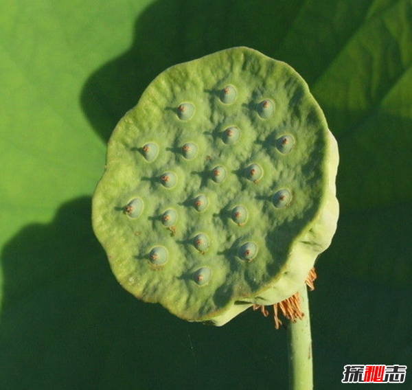 辽宁大连千年古莲发芽之谜,古莲子的发芽率较高(自身结构特殊)