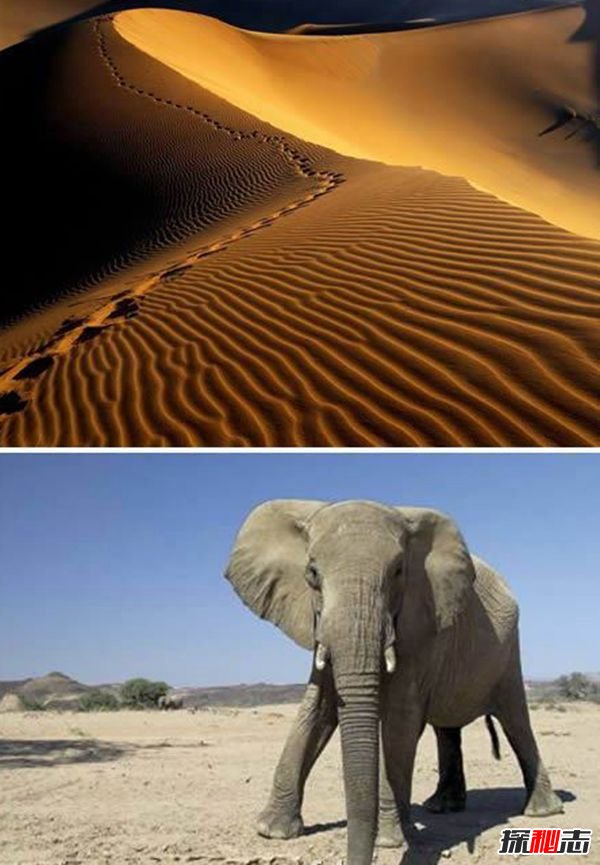 纳米比亚的纳米比沙漠:有大象的沙漠(世界唯一一处)