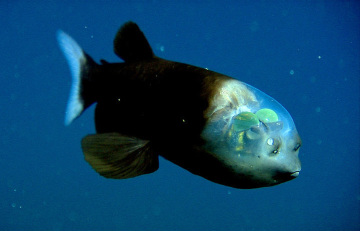 深海1万米巨型生物之谜,大多都吃垃圾(附20张深海奇特生物)