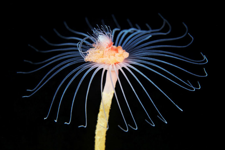 深海1万米巨型生物之谜,大多都吃垃圾(附20张深海奇特生物)