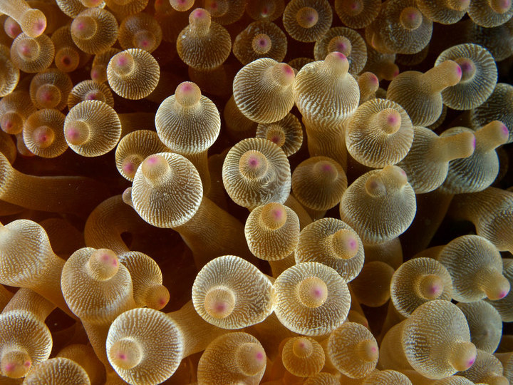 深海1万米巨型生物之谜,大多都吃垃圾(附20张深海奇特生物)