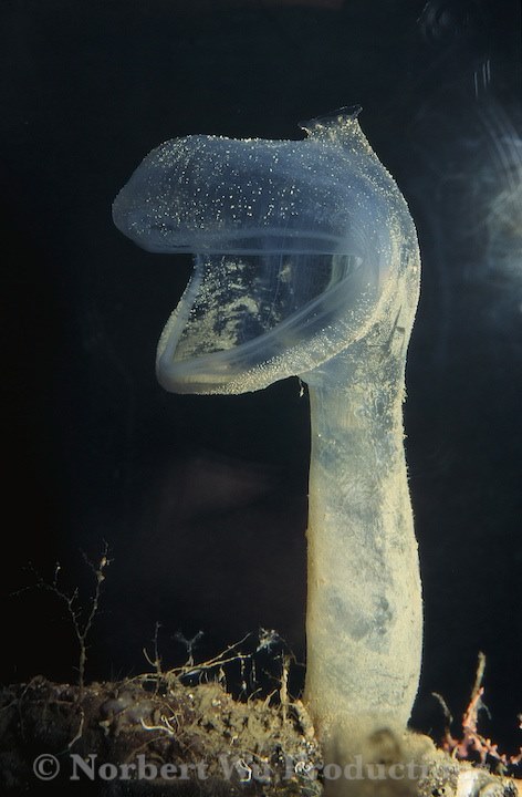 深海1万米巨型生物之谜,大多都吃垃圾(附20张深海奇特生物)