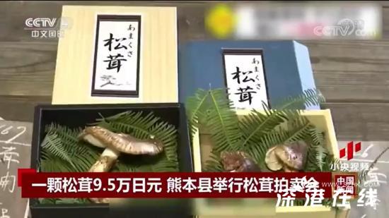 日本松茸拍卖一颗高达9.6万日元 具体是什么情况？