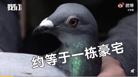 中国买家花1250万买下比利时赛鸽 买家是什么身份？