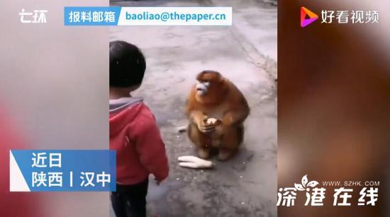 金丝猴在陕西村民家中住一月 这是什么情况？