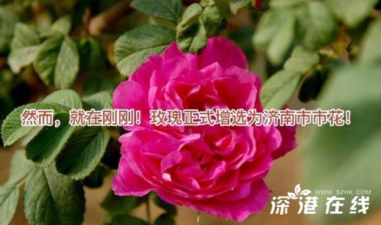 玫瑰正式增选为济南市花 这意味着什么？？