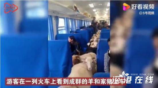 四川一火车上有猪羊成群穿行 具体是什么情况？