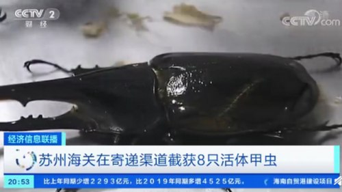 苏州海关截获8只活体长戟大兜虫：力量极大，可以举起自身体重850倍的物体