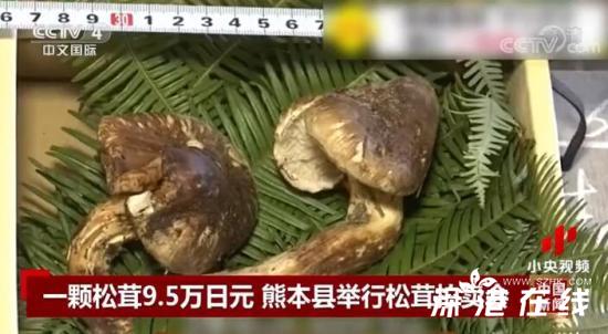 日本松茸拍卖一颗高达9.6万日元 长什么样？