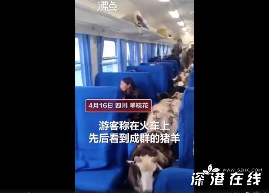 四川一火车上有猪羊成群穿行 为何说这是一列脱贫致富的火车？