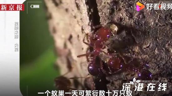 红火蚁位列最危险入侵物种 这是什么原因？