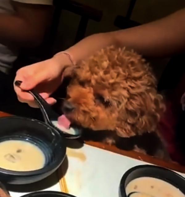 女子用餐厅勺子喂宠物狗怎么回事 现场照片曝光令人愤怒