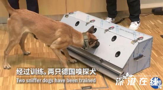 德国称两只嗅探犬能识别新冠患者 网友：太厉害了！