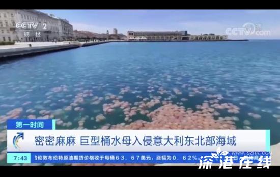 意大利海域遭水母入侵 会蜇人但毒性危害不大!