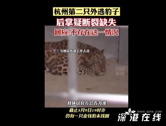 杭州3只金钱豹4月19日已外逃 园区怕影响五一流量拒上报！
