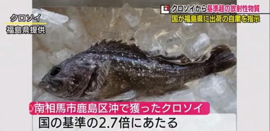 日本禁止福岛黑鲉鱼上市 放射性物质超标！！
