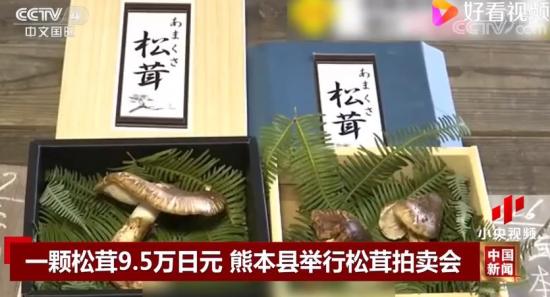 日本松茸拍卖一颗高达9.6万日元 松茸为啥这么贵？？
