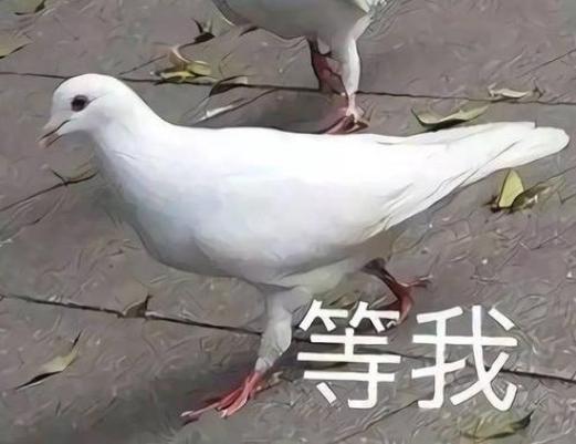 鸽子精是什么意思：鸽子咕咕咕是什么梗